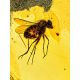 Natural Amber With Fossil Insect Ring The Clio, Ring Size: 8 / 18, image , picture 2