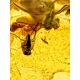 Luminous Gold Amber Ring The Clio, Ring Size: 6.5 / 17, image , picture 3