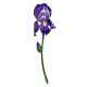 Exclusive Iris Enamel Brooch, image 