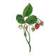 Wild Strawberry Flower Enamel Brooch, image 