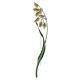 Refined Canary Grass Motif Enamel Brooch, image 