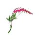 Bleeding Heart Flower With Enamel, image , picture 5