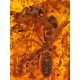 Gorgeous Raw Amber Bracelet With Insect Inclusion, image , picture 4