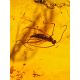 Exclusive Dark Amber Bracelet With Insect Inclusion, image , picture 4