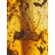Exclusive Dark Amber Bracelet With Insect Insertion, image , picture 4