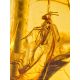 Fabulous One-Of-A-Kind Amber Bracelet With Insect Insertion, image , picture 4