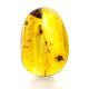 Colombian Amber Stone With Inclusions, image 