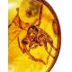 Unique Amber Ring In Gold With Inclusion The Clio, Ring Size: 6.5 / 17, image , picture 4