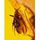 Large Amber Stone With Inclusions, image , picture 2