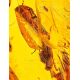 Large Amber Stone With Inclusions, image , picture 4