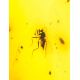 Colombian Amber Stone With Inclusions, image , picture 3