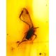 Colombian Amber Stone With Inclusions, image , picture 2