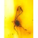 Colombian Amber Stone With Inclusions, image , picture 4