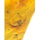 Natural Amber Stone With Inclusion, image , picture 2