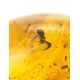 Natural Amber Stone With Inclusion, image , picture 6