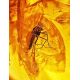 Natural Amber Stone With Mosquito Inclusion, image , picture 2