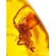 Glossy Amber Stone With Spider Inclusion, image , picture 2