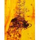 Amber Stone With Fly Inclusion, image , picture 2