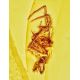 Souvenir Amber Stone With Spider Inclusion, image , picture 2
