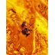 Glossy Amber Stone With Fly Inclusion, image , picture 2