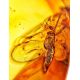 Glossy Amber Stone With Insect Inclusion, image , picture 2