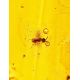 Amber Stone With Insect Inclusion, image , picture 4