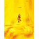 Amber Stone With Insect Inclusion, image , picture 5