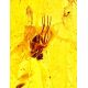 Natural Amber Stone With Insect Inclusion, image , picture 2