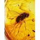 Amber Ring With Inclusion And Crystals In Gold The Clio, Ring Size: 6.5 / 17, image , picture 2