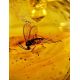 Amber Earrings In Sterling Silver With Inclusions The Clio, image , picture 2