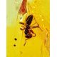 Lemon Amber Stone With Spider Inclusion, image , picture 5