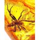 Genuine Amber Stone With Spider Inclusion, image , picture 3
