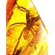 Genuine Amber Stone With Spider Inclusion, image , picture 4