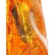 Amber Souvenir Stone With Insect Inclusion, image , picture 3