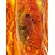 Amber Souvenir Stone With Insect Inclusion, image , picture 4