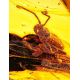 Amber Stone With Grasshopper Inclusion, image , picture 2
