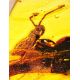 Amber Stone With Grasshopper Inclusion, image , picture 3