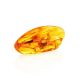 Natural Amber Stone With Insect Inclusion, image , picture 7