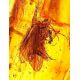 Natural Amber Stone With Insect Inclusion, image , picture 2