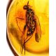 Amber Ring In Gold With Inclusion The Clio, Ring Size: 6 / 16.5, image , picture 3