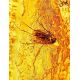 Natural Amber Stone With Fly Inclusion, image , picture 2