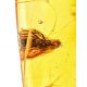 Amber Souvenir Stone With Fly Inclusion, image , picture 3