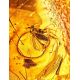 Unique Amber Stone With Insect Inclusions, image , picture 3