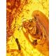 Unique Amber Stone With Insect Inclusions, image , picture 2