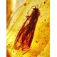 Amber With Insect Inclusions Ring The Clio, Ring Size: Adjustable, image , picture 4