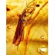 Amber Cocktail Ring With Insect Inclusions The Clio, Ring Size: Adjustable, image , picture 3