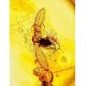 Amber Ring With Inclusions The Clio, Ring Size: Adjustable, image , picture 4