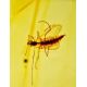 Amber Silver Dangles With Insect Inclusions The Clio, image , picture 4